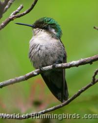 Hummingbird Garden Catalog: Green-Tailed Emerald